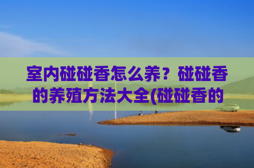 室内碰碰香怎么养？碰碰香的养殖方法大全(碰碰香的养殖方法和注意事项 碰碰香怎么养)