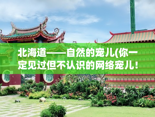 北海道——自然的宠儿(你一定见过但不认识的网络宠儿！日本山荷叶：藏于深山，一花动人)